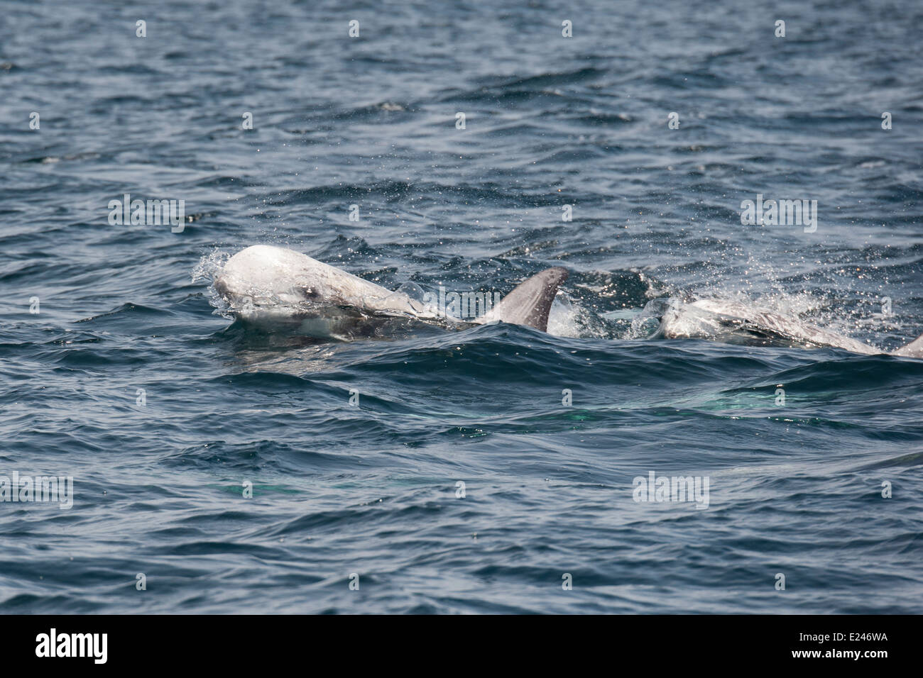 Risso's Dolphins (Grampus griseus) surfacing. Monterey, California, Pacific Ocean. Stock Photo