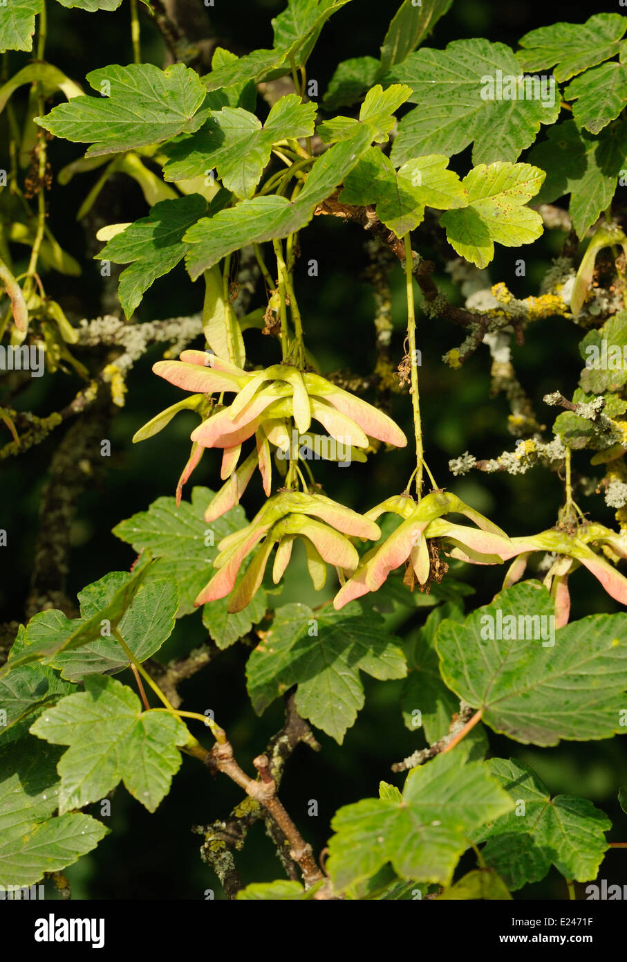 Winged seeds of Sycamore (Acer pseudoplatanus).  Grindleford, Derbyshire, UK. 11Jul13 Stock Photo