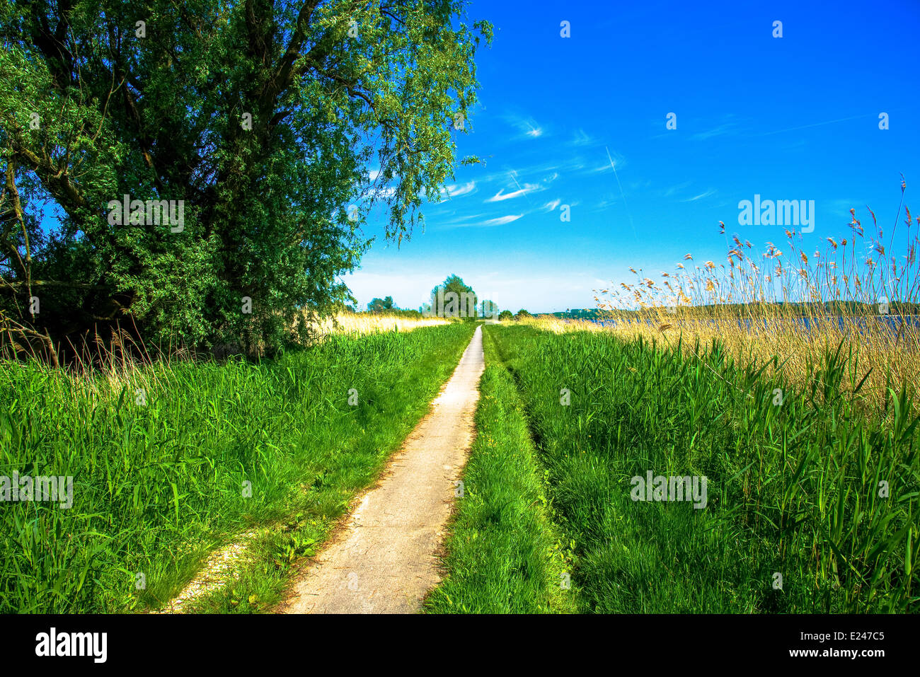 path through the protected wetlands of Oostvaardersplassen in the