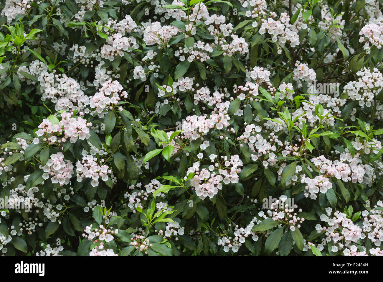 Flowers of Kalmia latifolia, mountain-laurel, calico-bush, or spoonwood, state flower of Connecticut and Pennsylvania Stock Photo