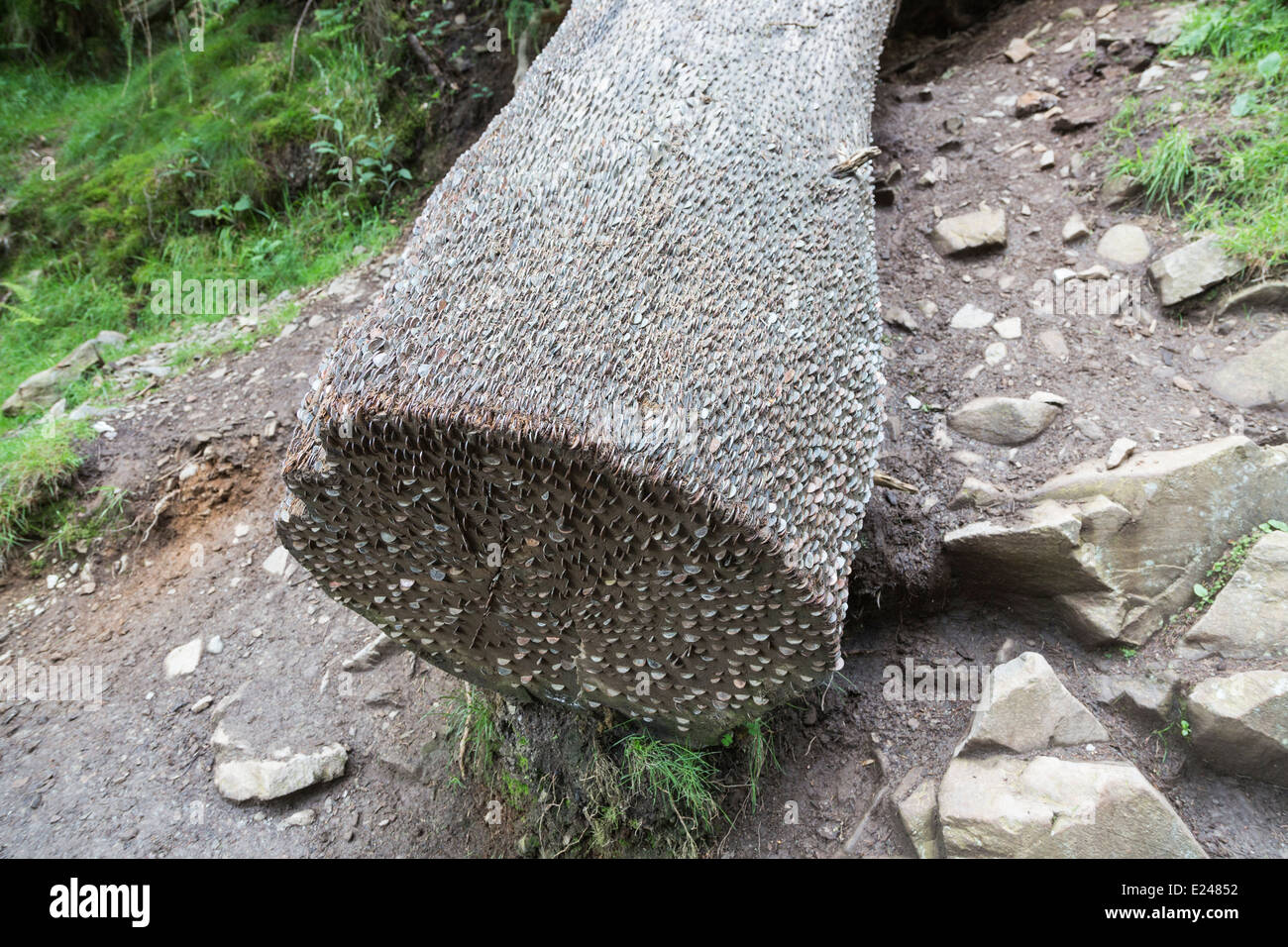 Coins embedded in a tree stump at Tarn Hows in the Lake District