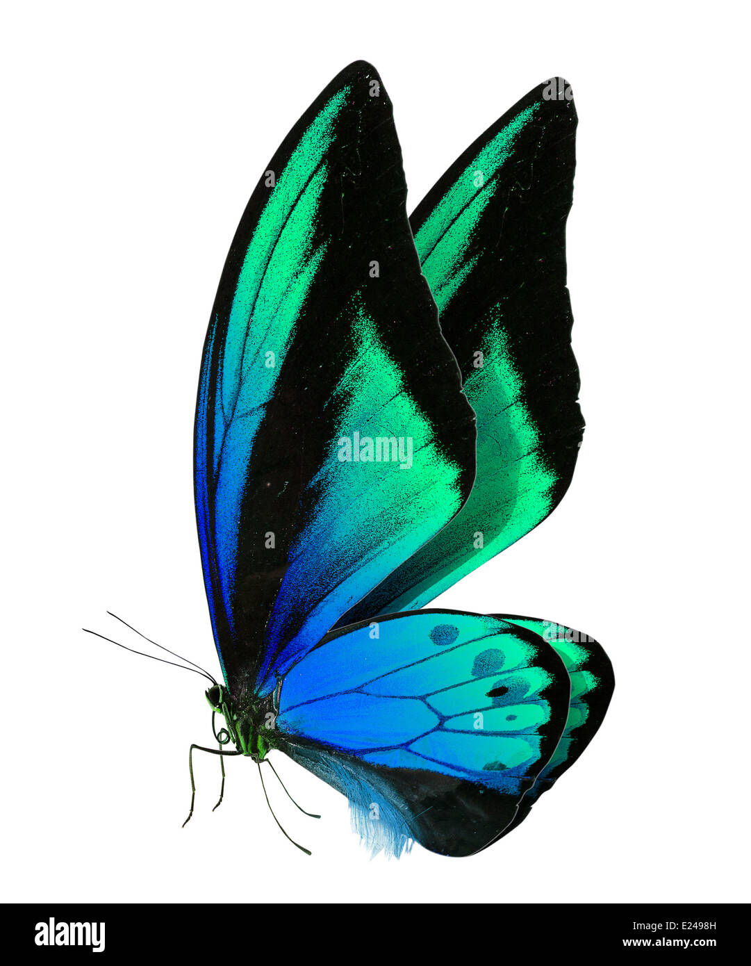 beautiful butterfly isolated on a white background Stock Photo - Alamy