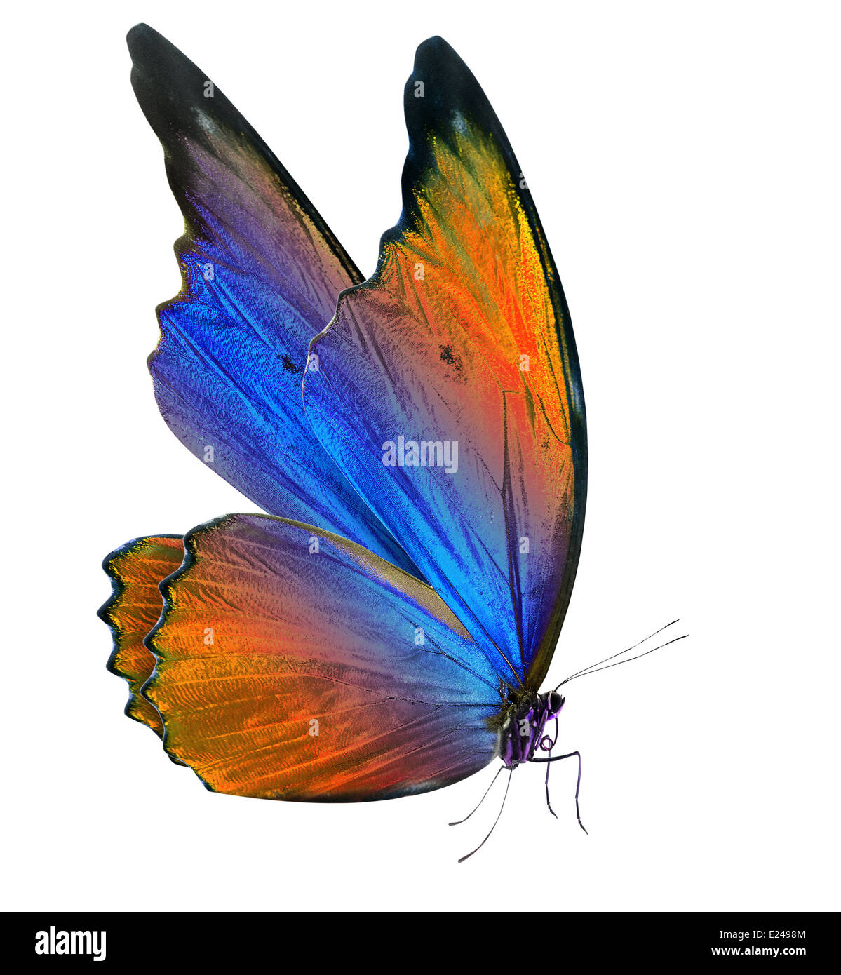 beautiful butterfly isolated on a white background Stock Photo - Alamy