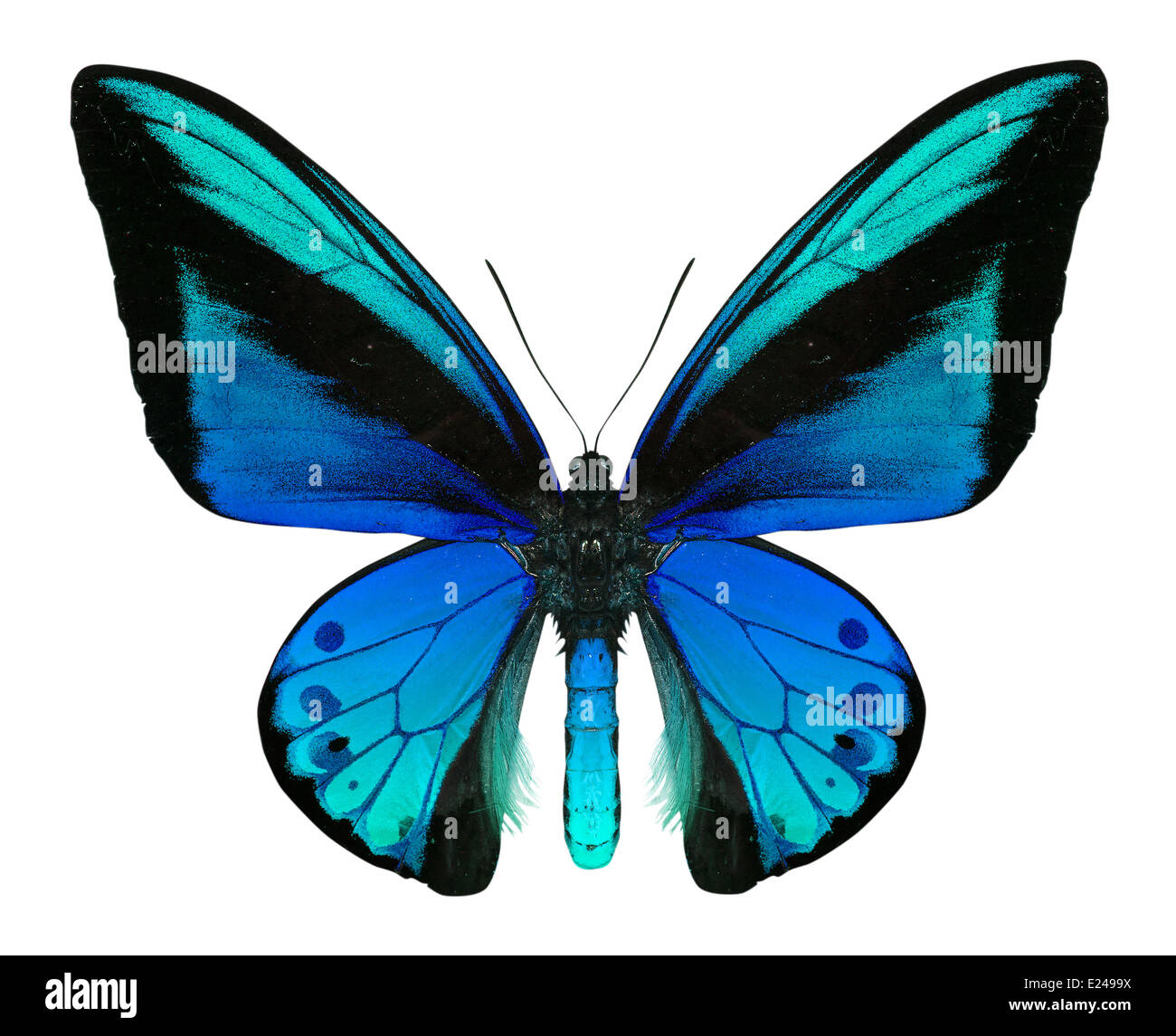 beautiful butterfly isolated on a white background Stock Photo - Alamy
