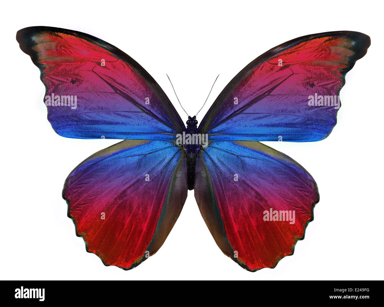 beautiful butterfly isolated on a white background Stock Photo - Alamy