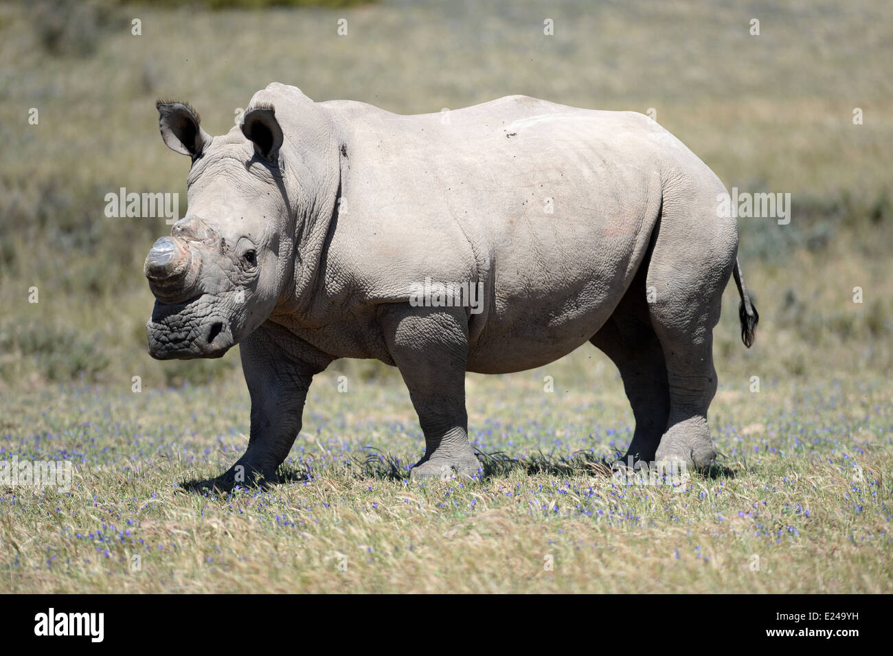 A shot of rhinos in captivity Stock Photo - Alamy