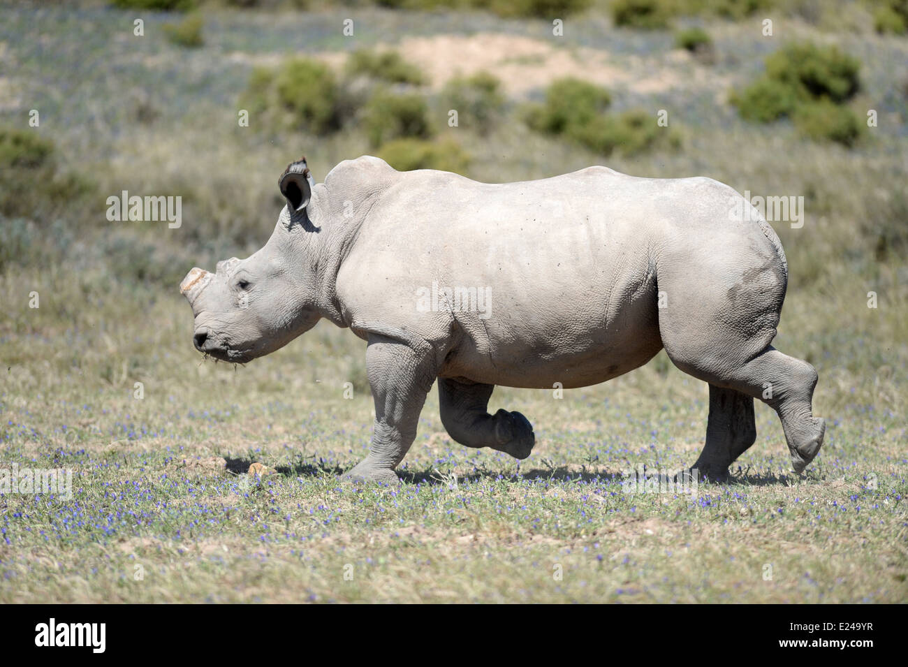 Rhinos Fucking