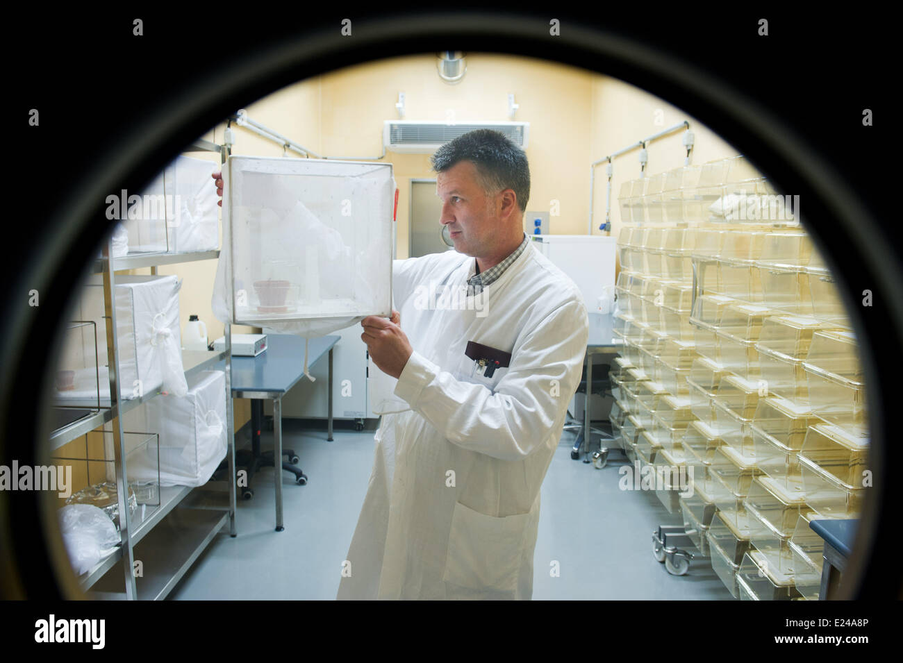 Riems, Germany. 06th June, 2014. Entomologist Helge Kampen is photographed in the so-called 'Insectary' of the Friedrich Loeffler Institute, German Research Institute for Animal Health on the island of Riems, Germany, 06 June 2014. Scientists doing research on the Asian bush mosquito as well as domestic mosquito species in the new security laboratory. Photo: Stefan Sauer/dpa/Alamy Live News Stock Photo