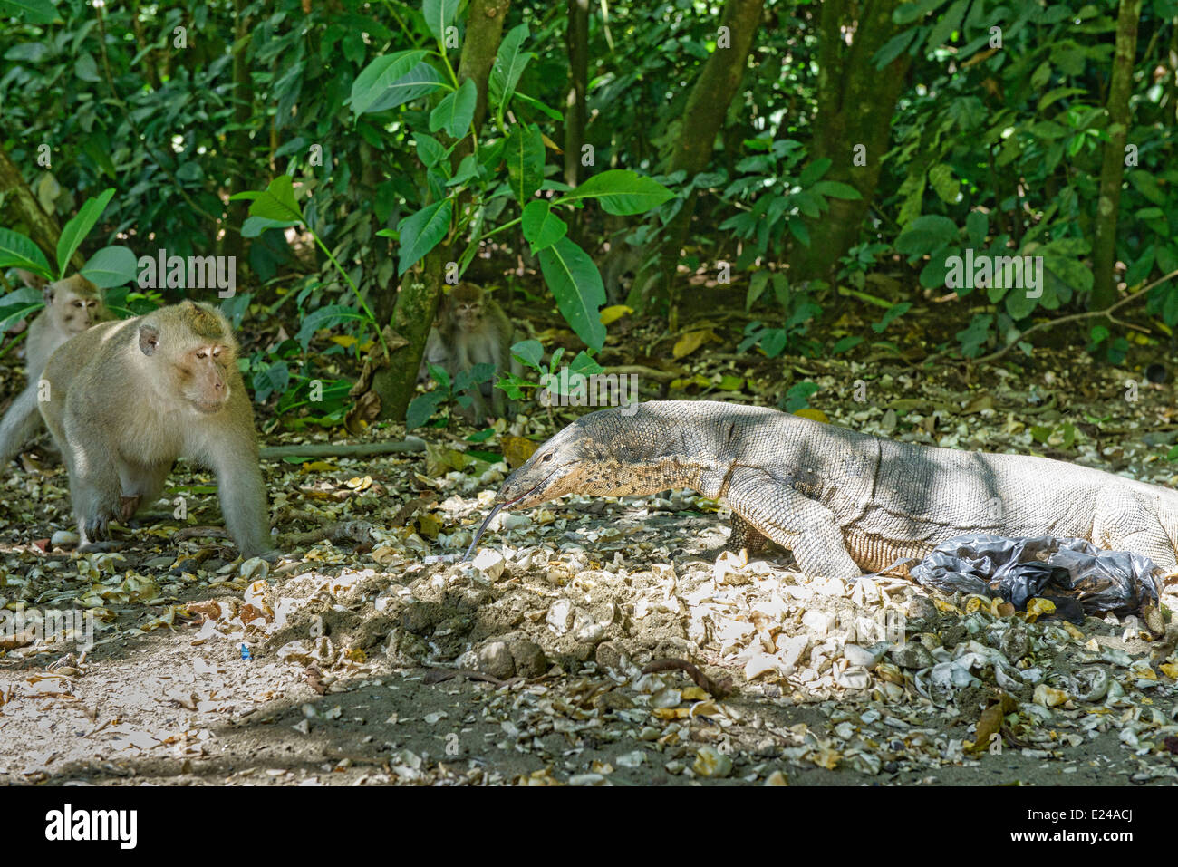 monitor lizard and macaques, Meru Betiri National Park, Sukamade Beach, Java, Indonesia Stock Photo