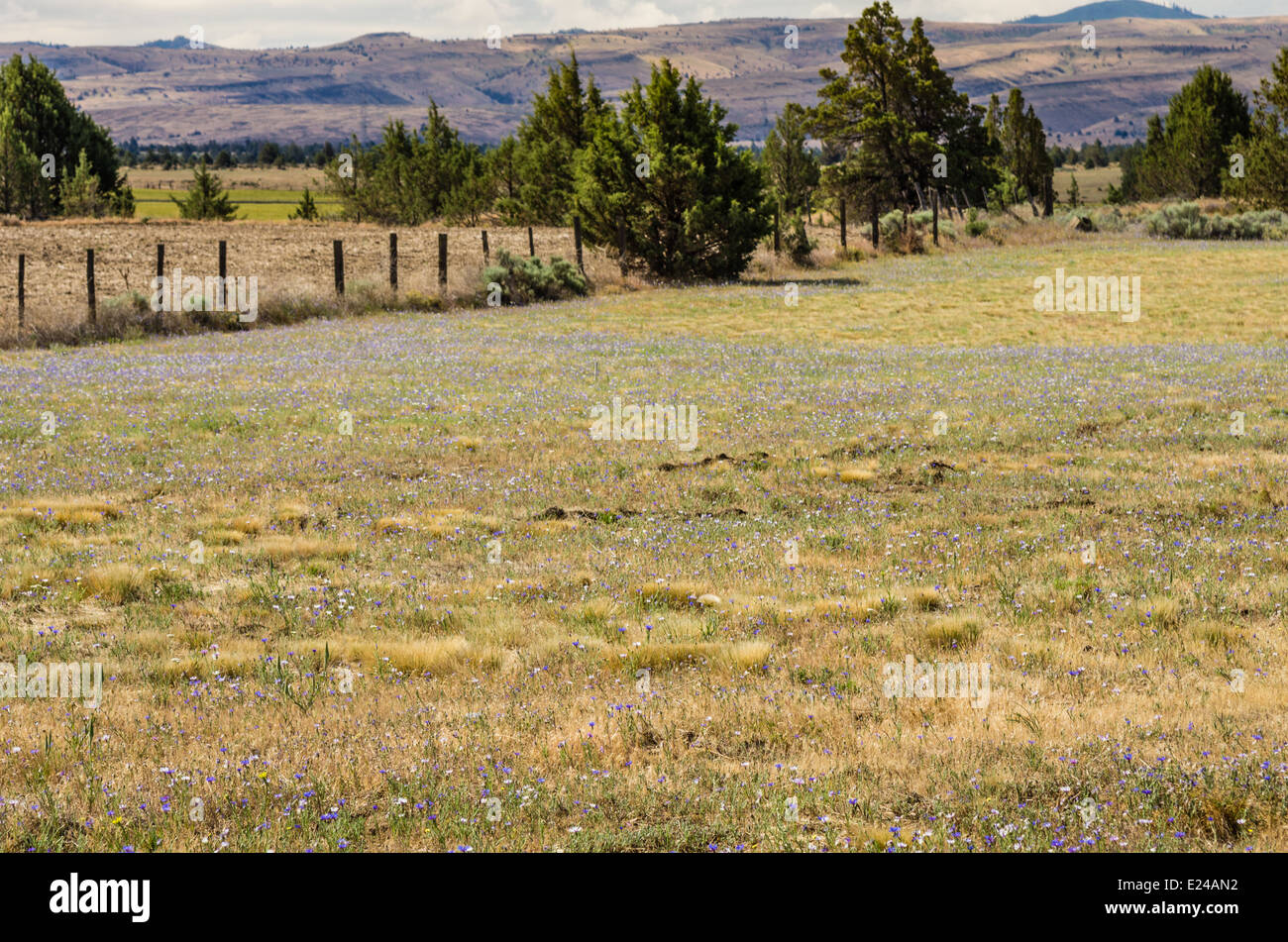Oregon Prairie Wildflower prairie in bloom with juniper trees. Maupin, Oregon Stock ...