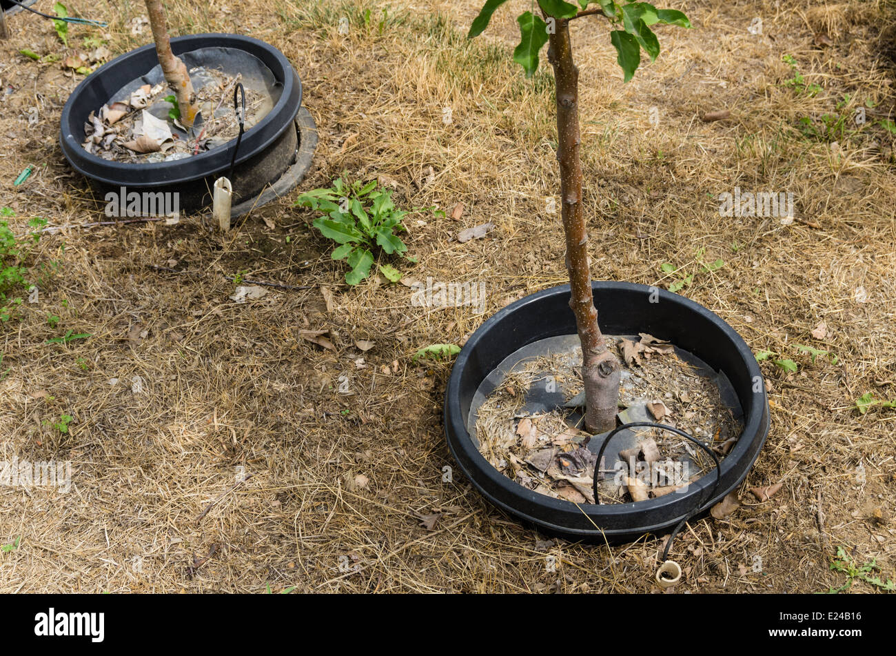 Trees growing in a nursery pot in pot system Stock Photo