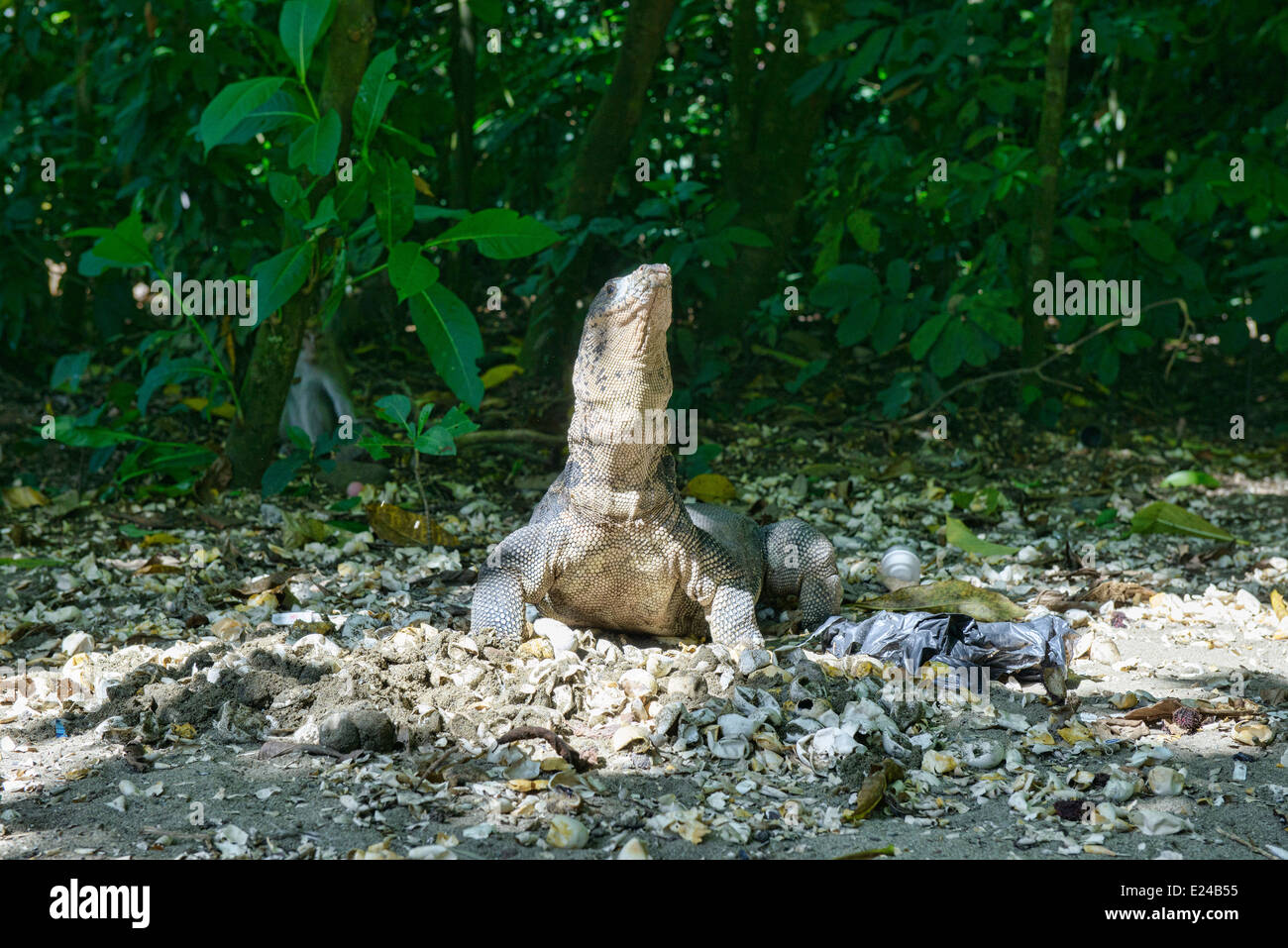 monitor lizard with a turtle egg in his mouth, Meru Betiri National Park, Sukamade Beach, Java, Indonesia Stock Photo
