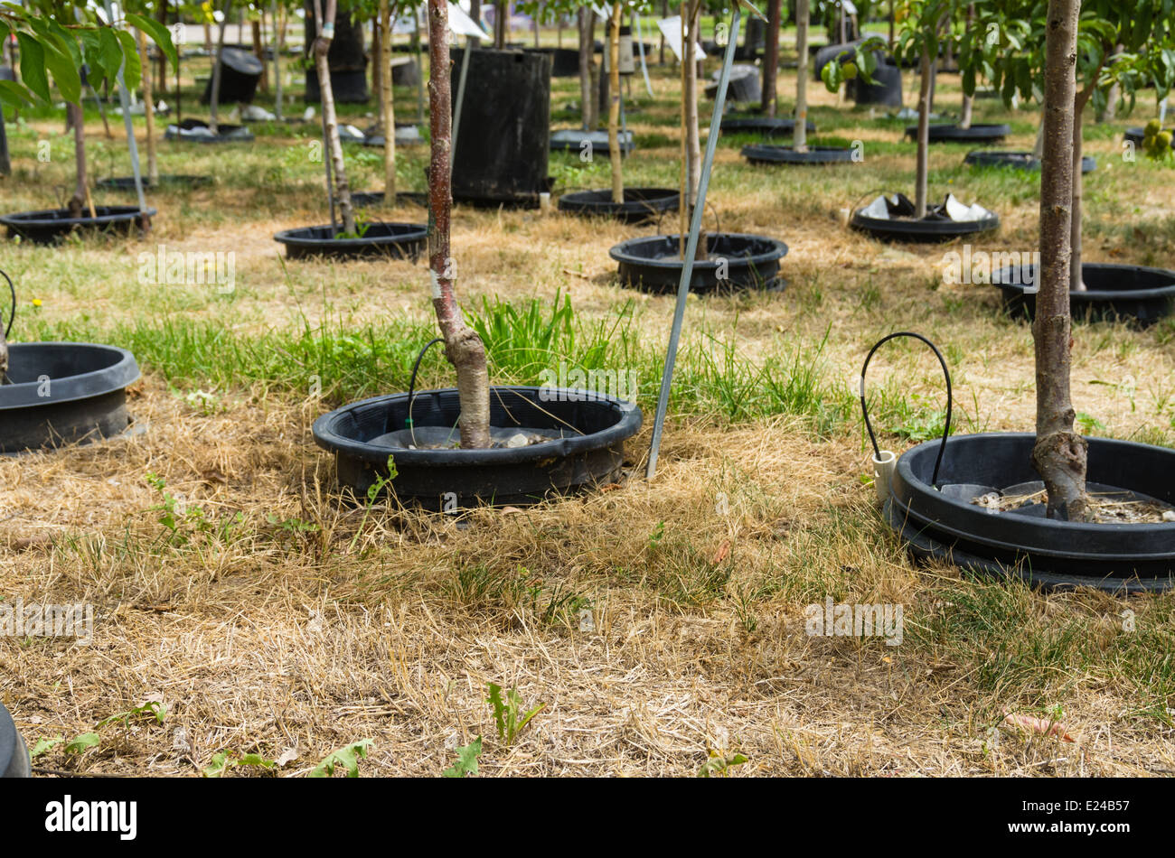 Trees growing in a nursery pot in pot system Stock Photo Alamy