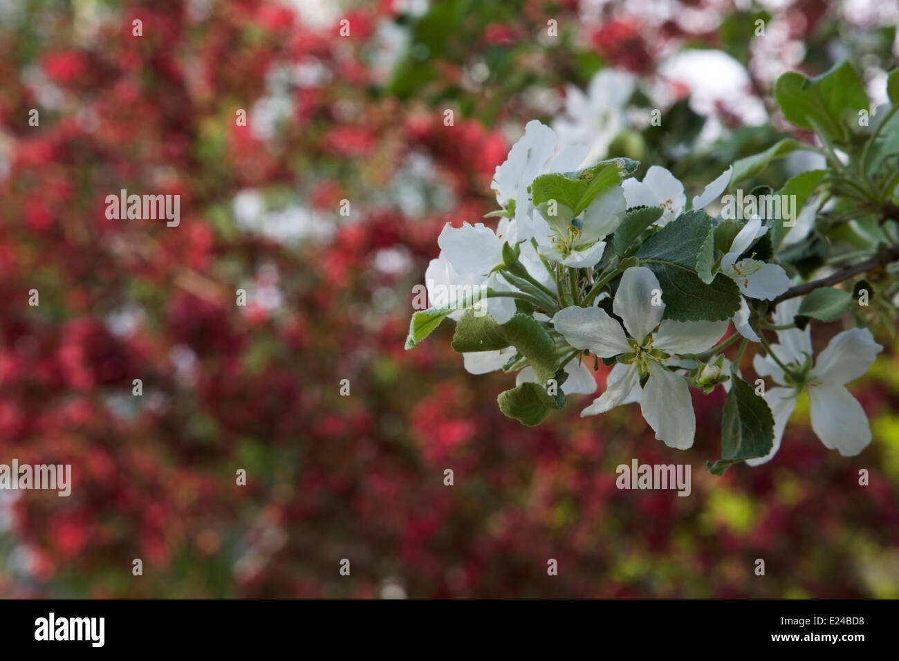White flowered tree blooming Stock Photo Alamy