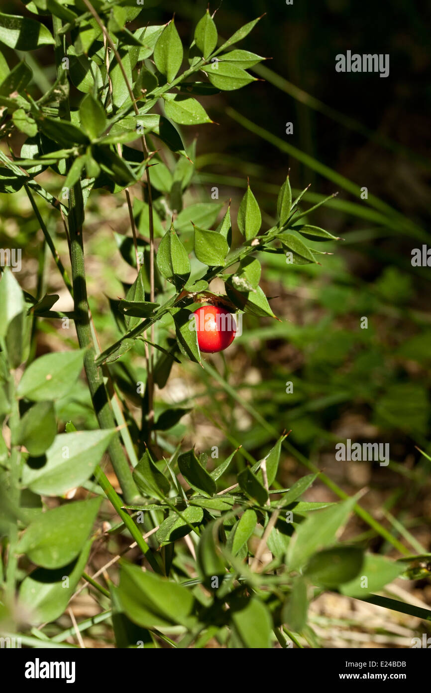 Ruscus aculeatus Stock Photo Alamy