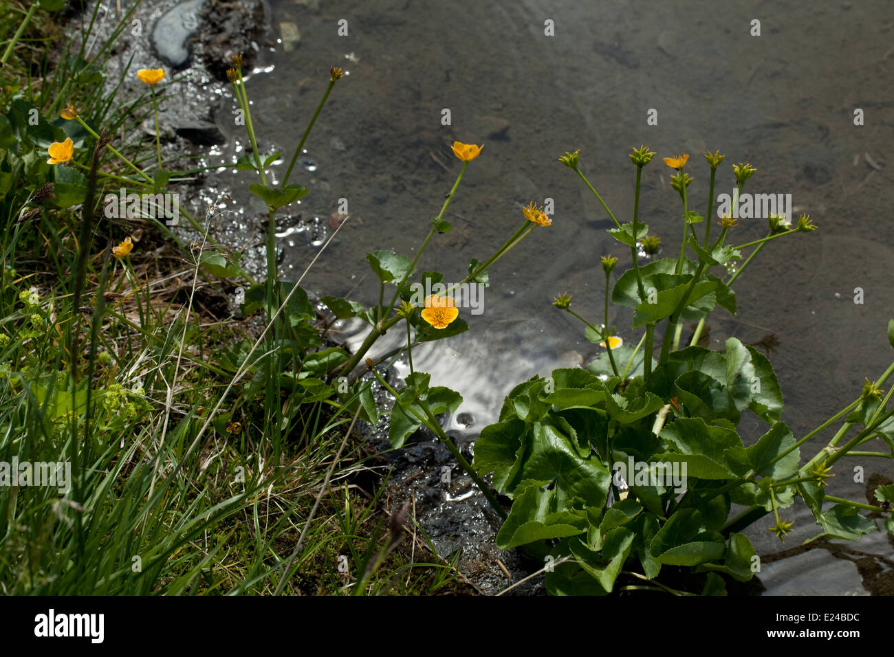 Ranunculus aquatilis; Stock Photo