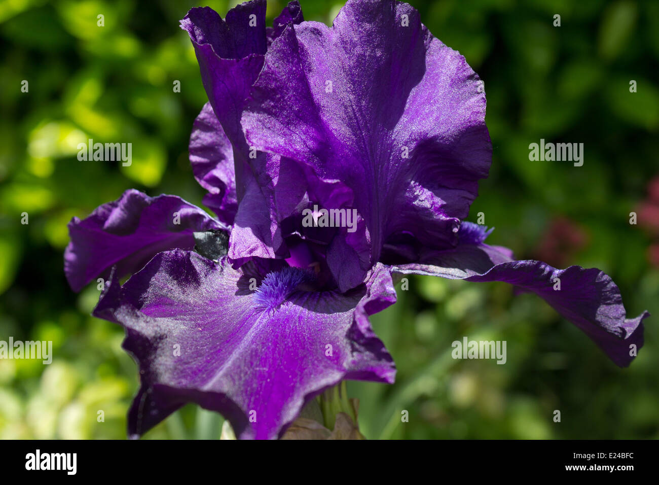 Deep Purple Iris Stock Photo - Alamy