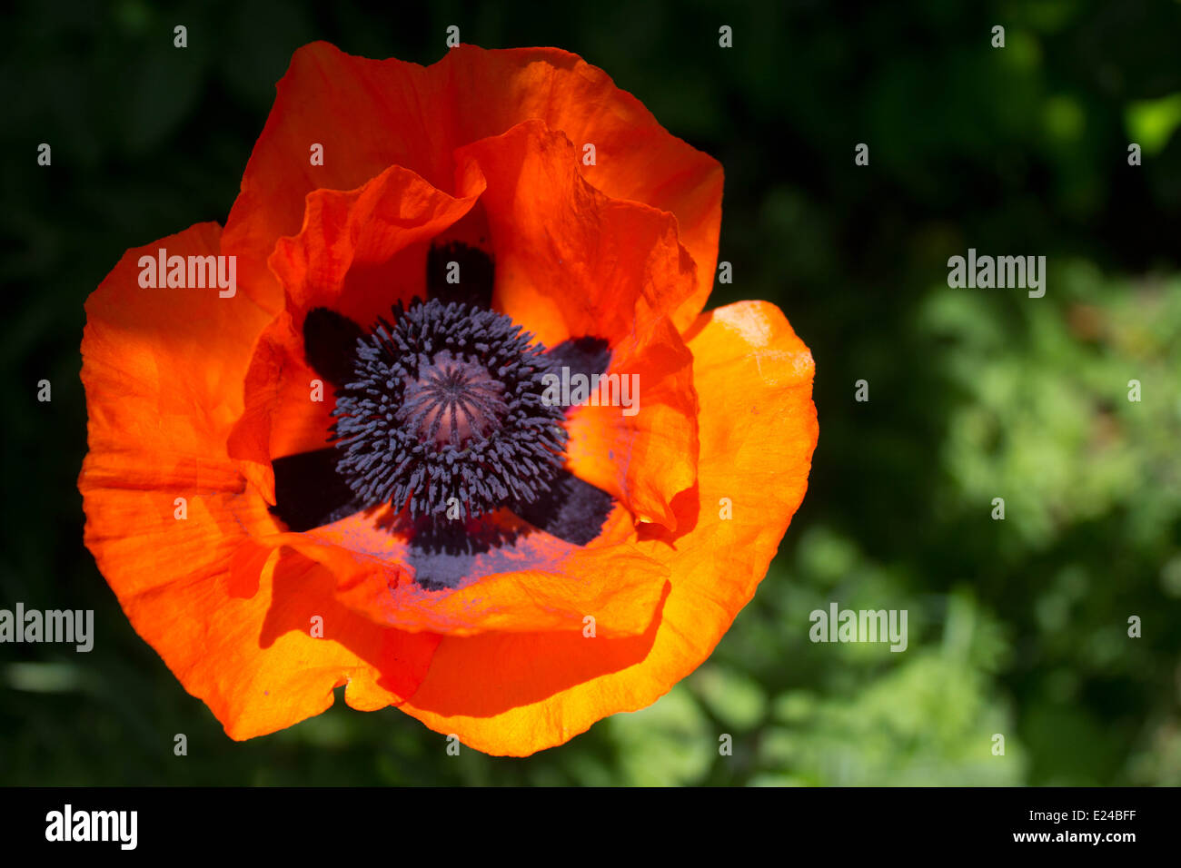 This is an oriental poppy or the PAPAVER orientale ‘Allegro’. A fiery orange flower with a deep purple to black center. Stock Photo