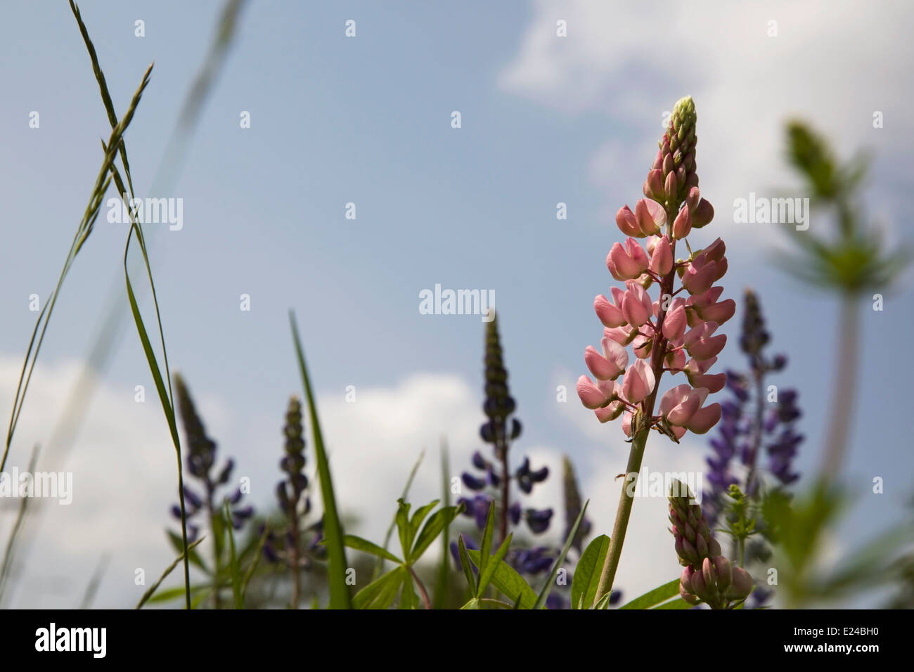 Lupines blooming in june in Finland Stock Photo
