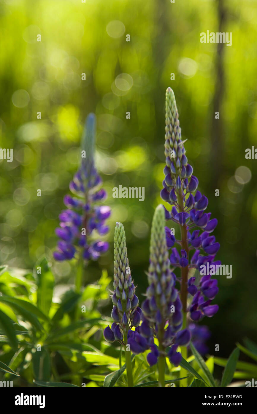 Lupines blooming in june in Finland Stock Photo