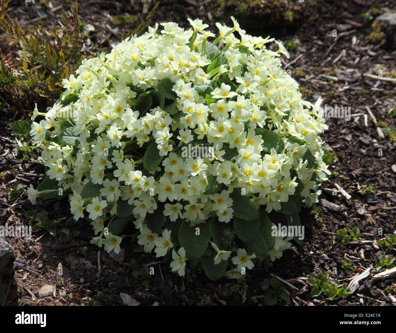 Primula vulgaris Primrose plant in flower Stock Photo