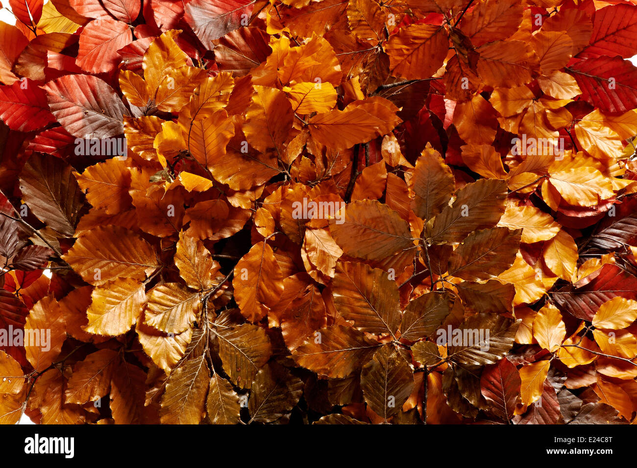 Background texture of colorful orange bronzed autumn leaves in dense foliage on a tree showing the changing of the seasons Stock Photo