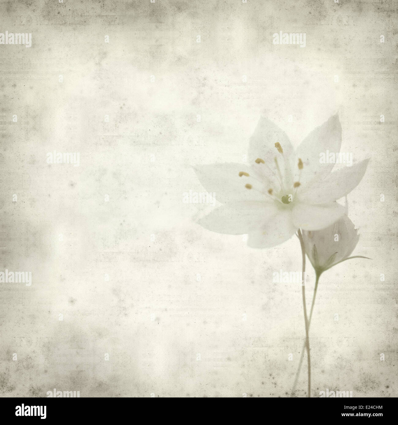 textured old paper background with arctic starflower Stock Photo