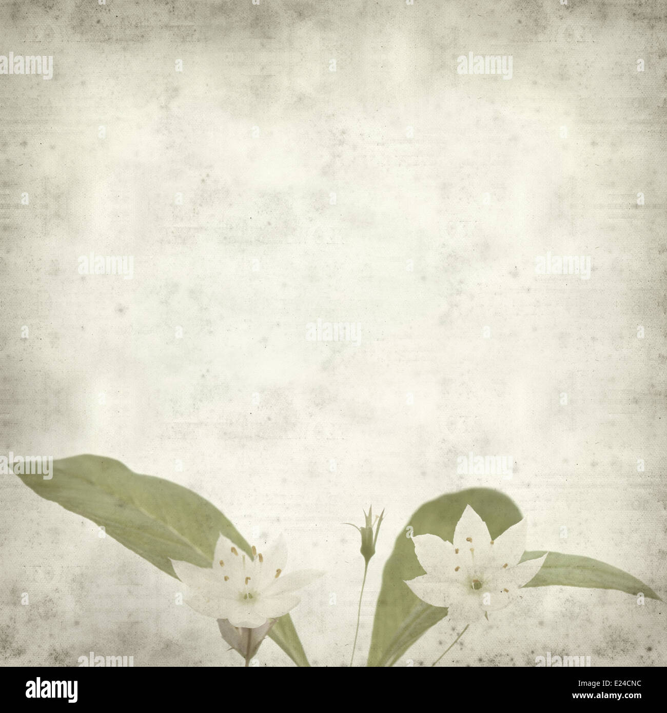 textured old paper background with arctic starflower Stock Photo