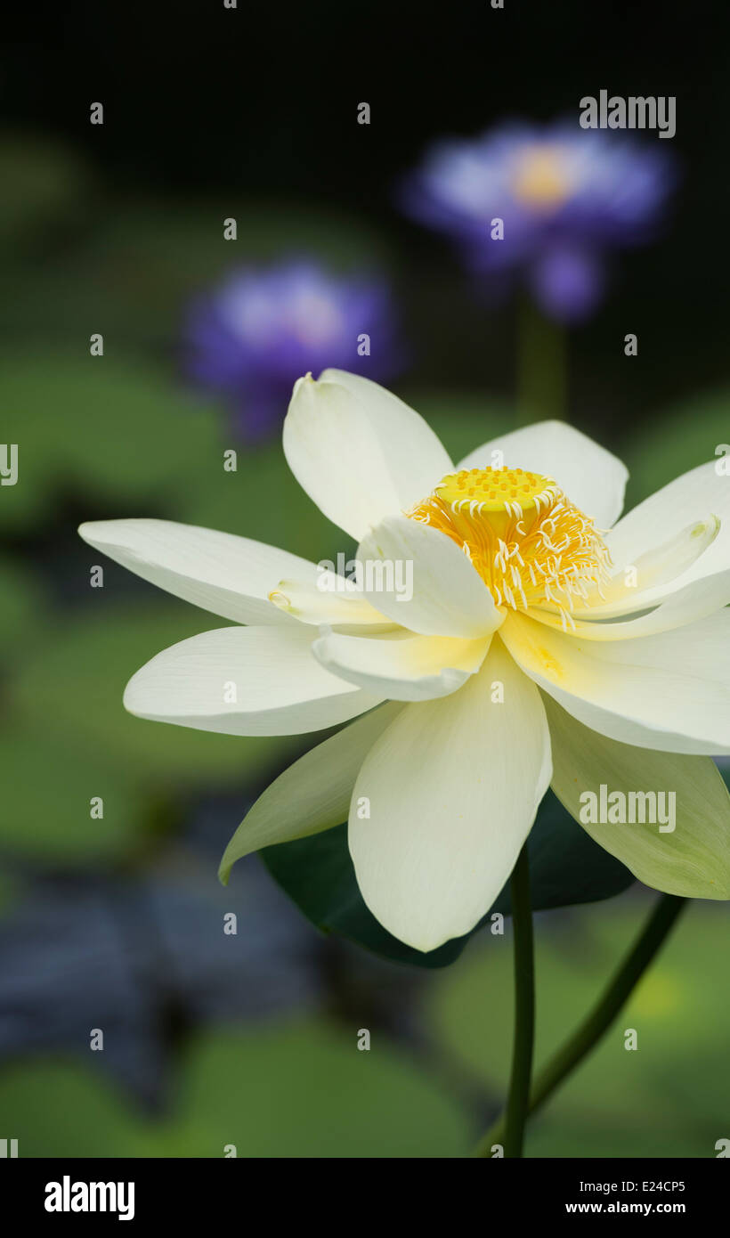 Nelumbo nucifera. Lotus flower Stock Photo