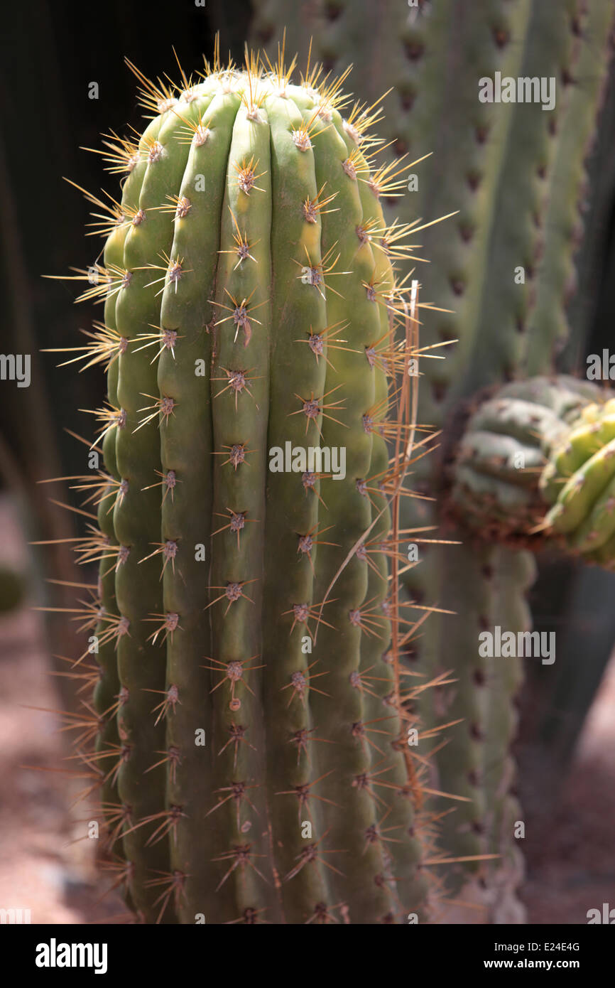 Details of cactus hi-res stock photography and images - Alamy