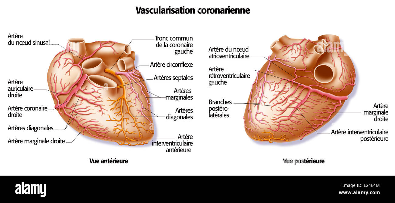 Heart, I Stock Photo