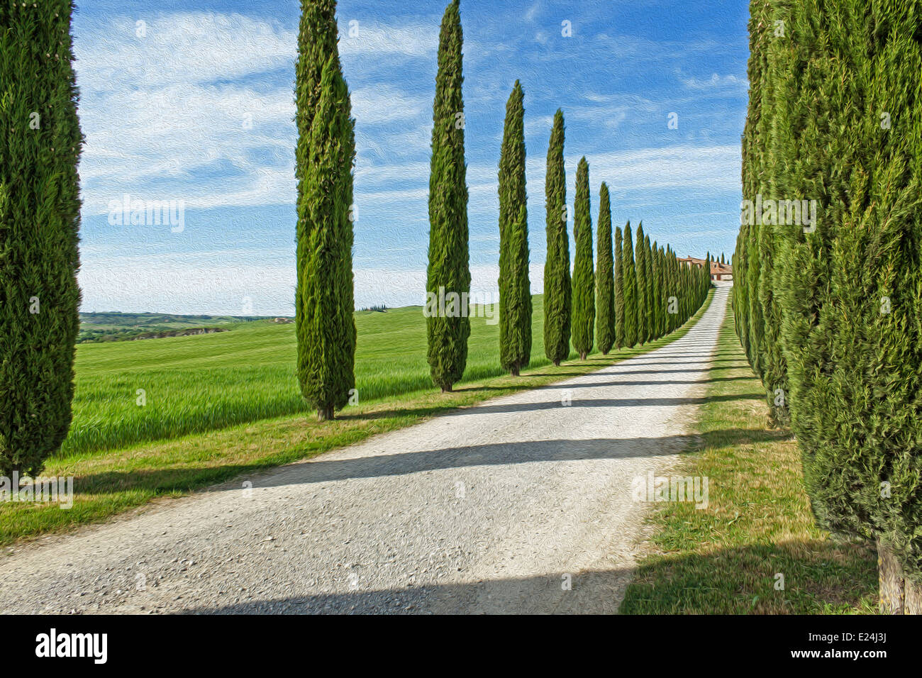 Cypress trees lining a road - Tuscany- Italy Stock Photo