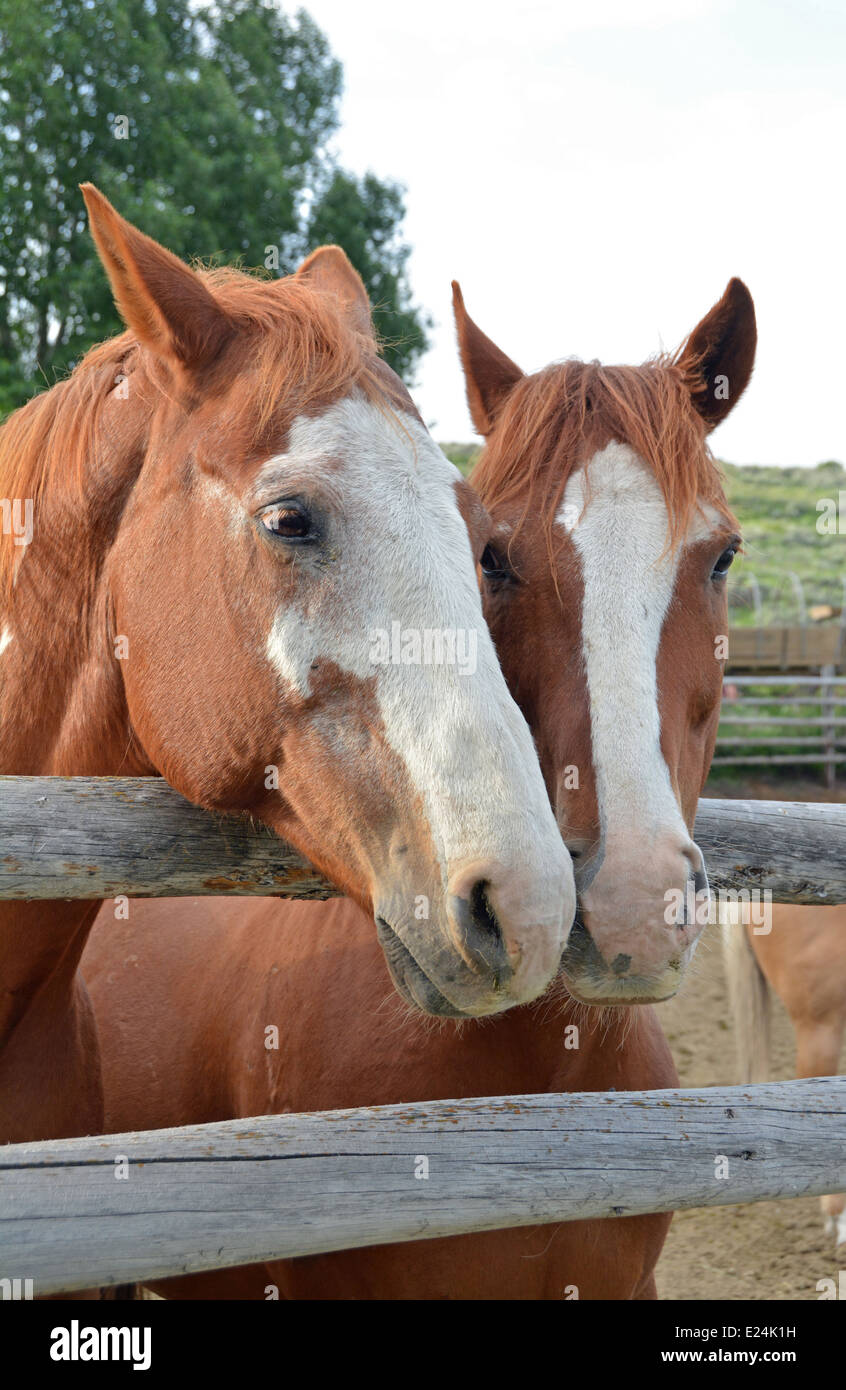 Portrait of two brown and white horses together in a corral in Jackson