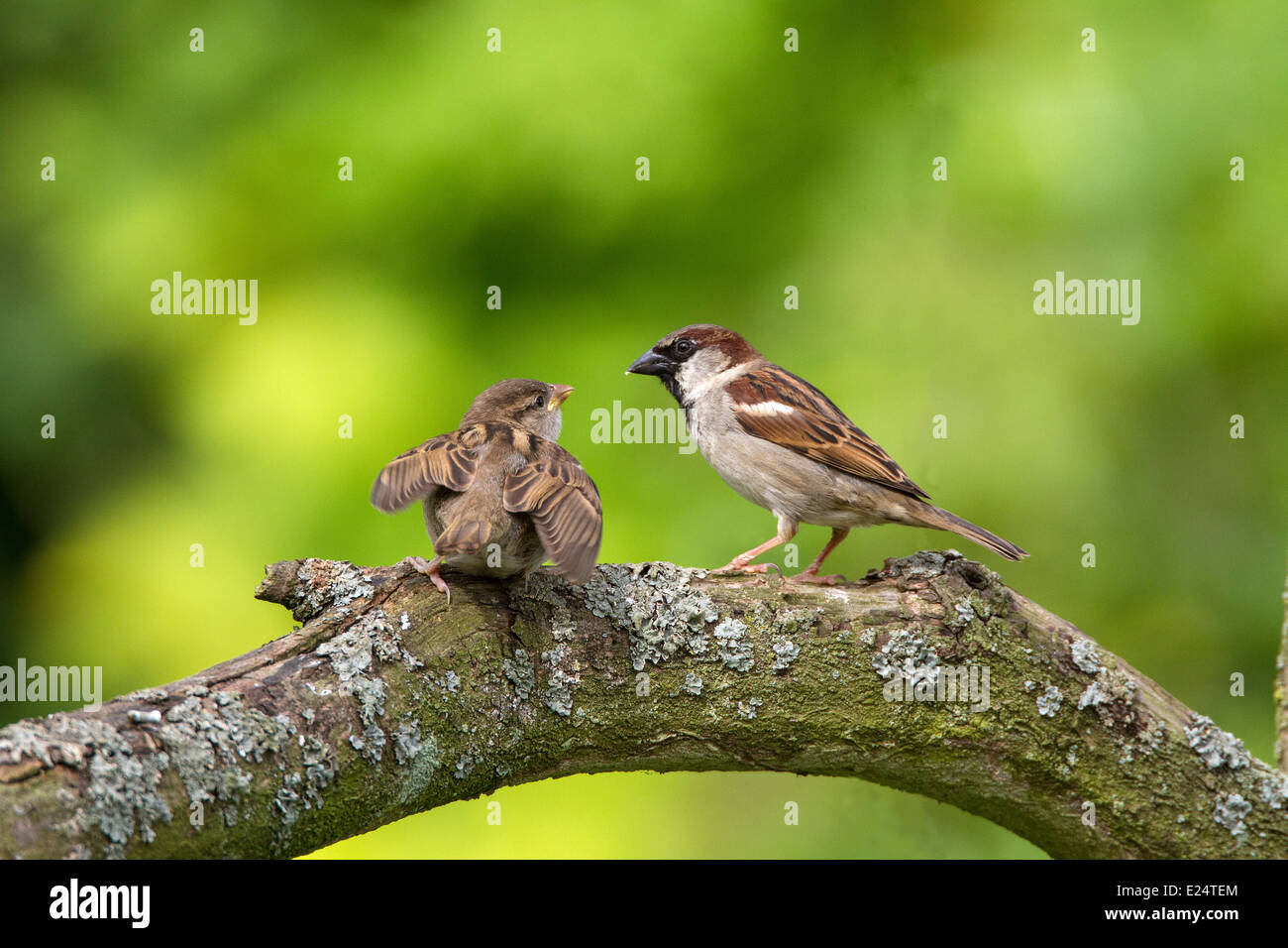 Young House Sparrow begging for food from adult Male Stock Photo Alamy