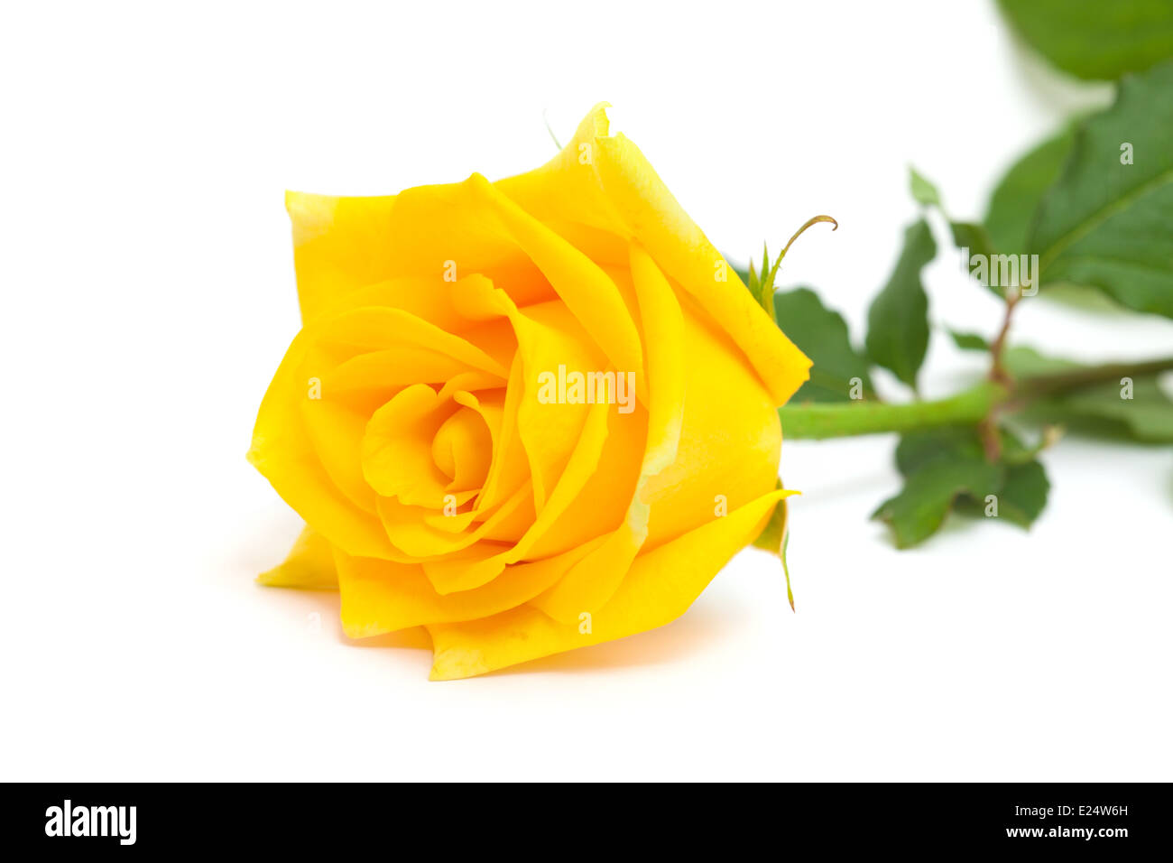 yellow rose isolated on white Stock Photo - Alamy