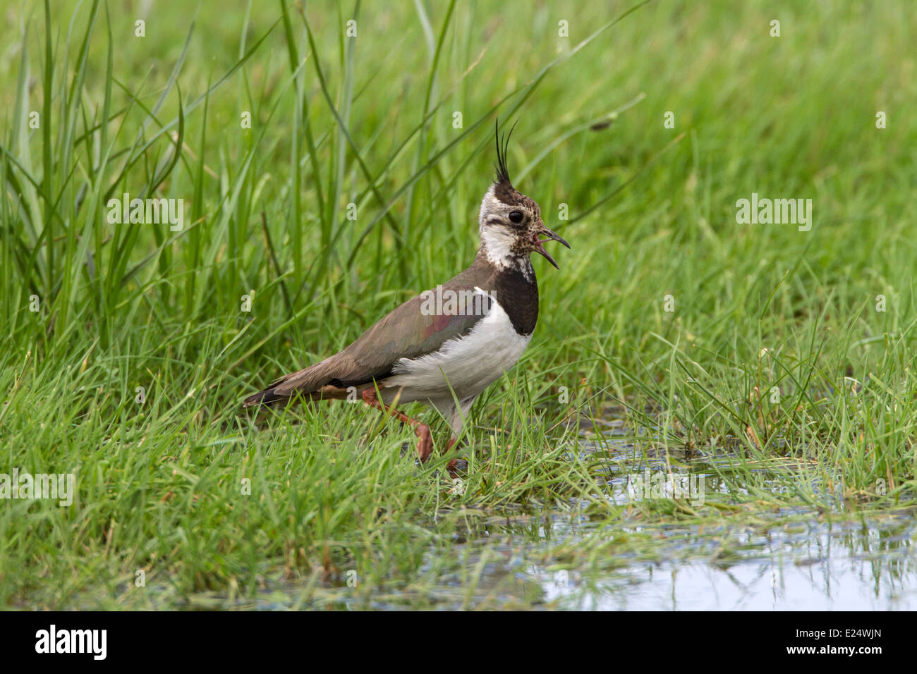 Lapwing calling, adult summer plumage. Deepdale Marsh Norfolk Stock Photo