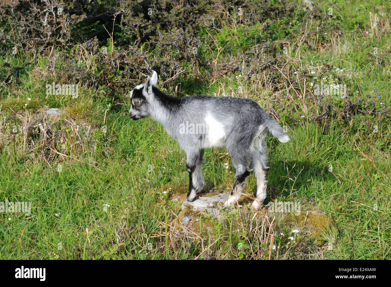 Feral kid goat standing on a rock Valley of the Rocks Lynton Devon England UK GB Stock Photo