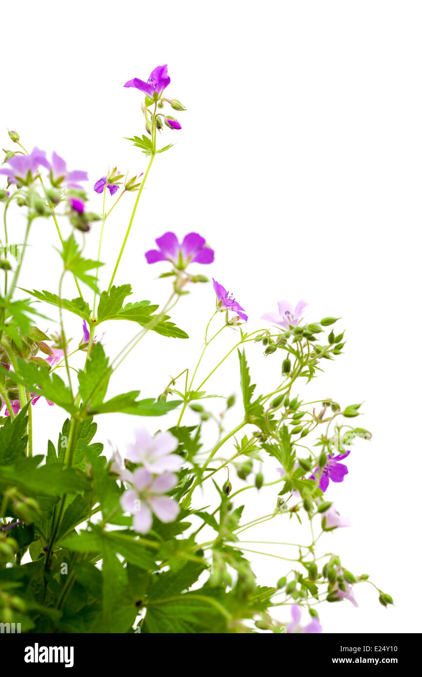 wild flowers bunch isolated on white Stock Photo - Alamy