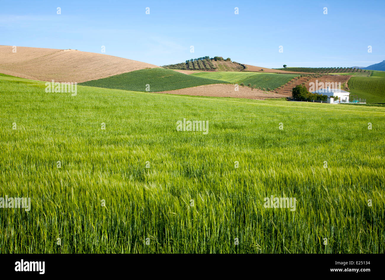 Rolling arable fields green barley crop near Alhama de Granada, Spain Stock Photo