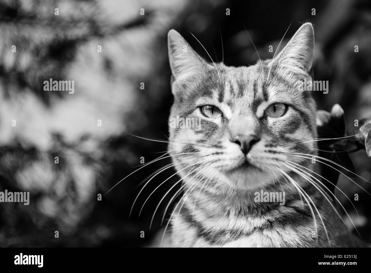 Portrait of a cat looking at the camera Stock Photo - Alamy