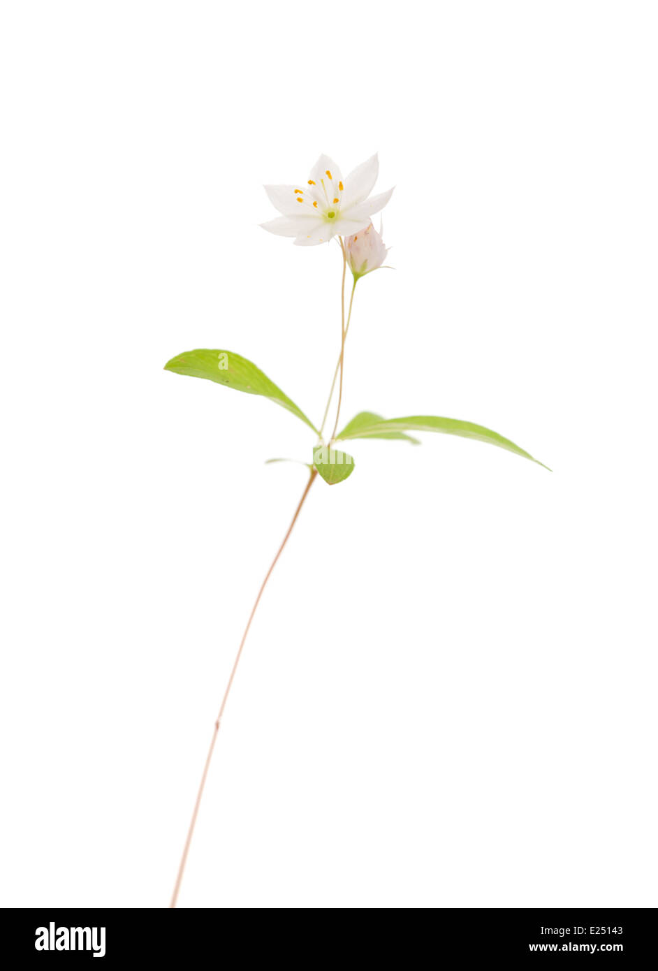 Arctic starflower isolated on white Stock Photo