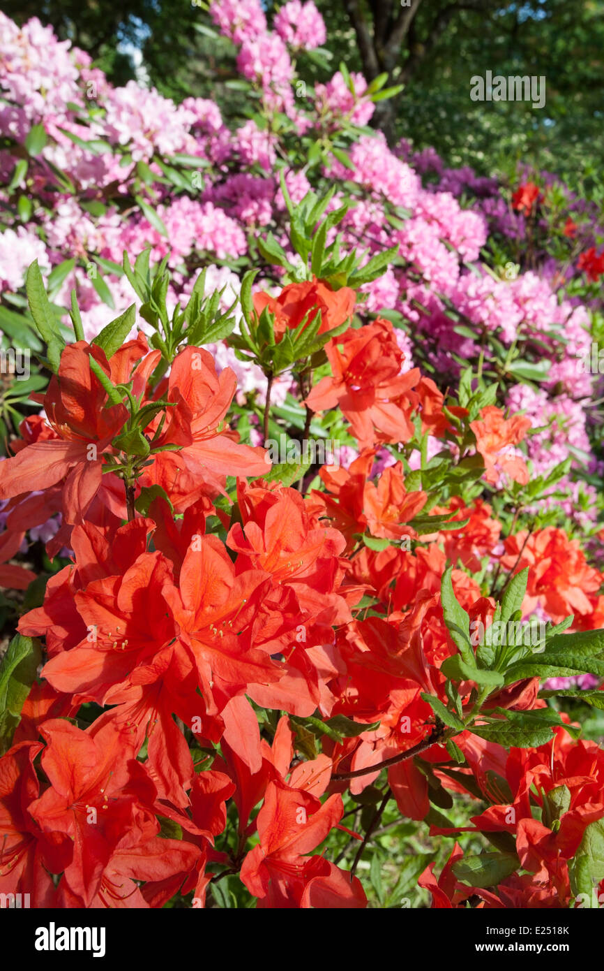 City park flowers hi-res stock photography and images - Alamy