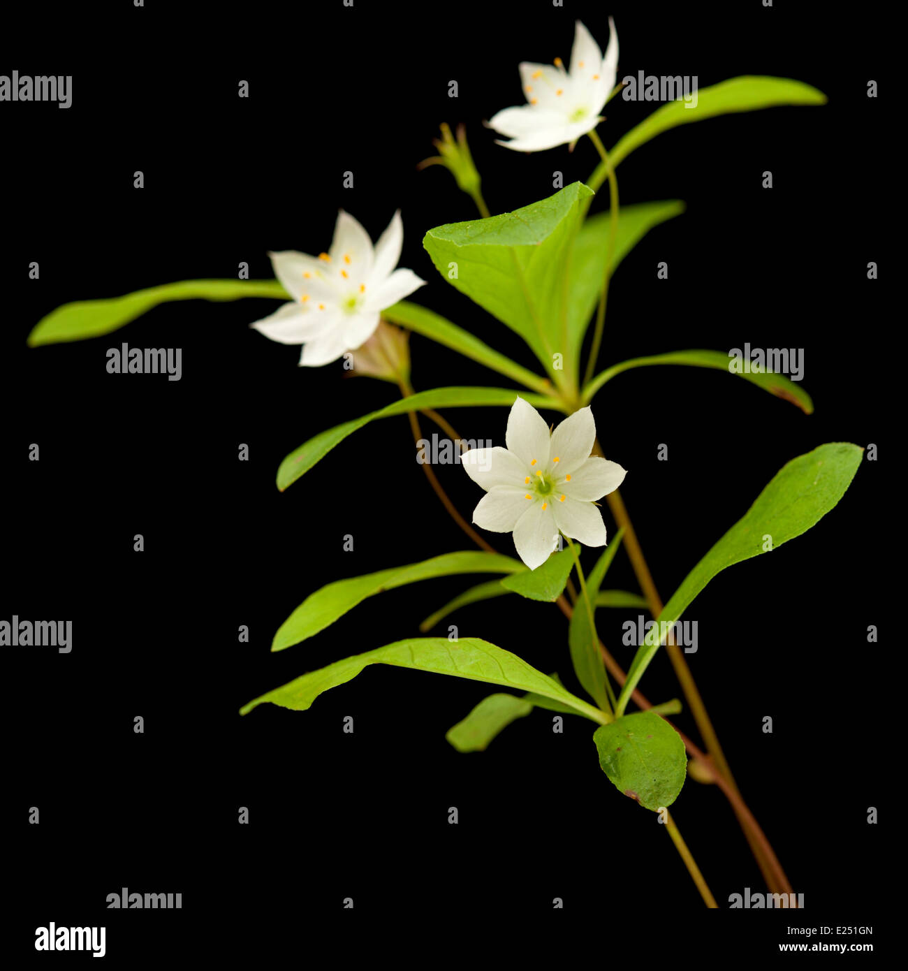 Arctic starflower isolated on black Stock Photo