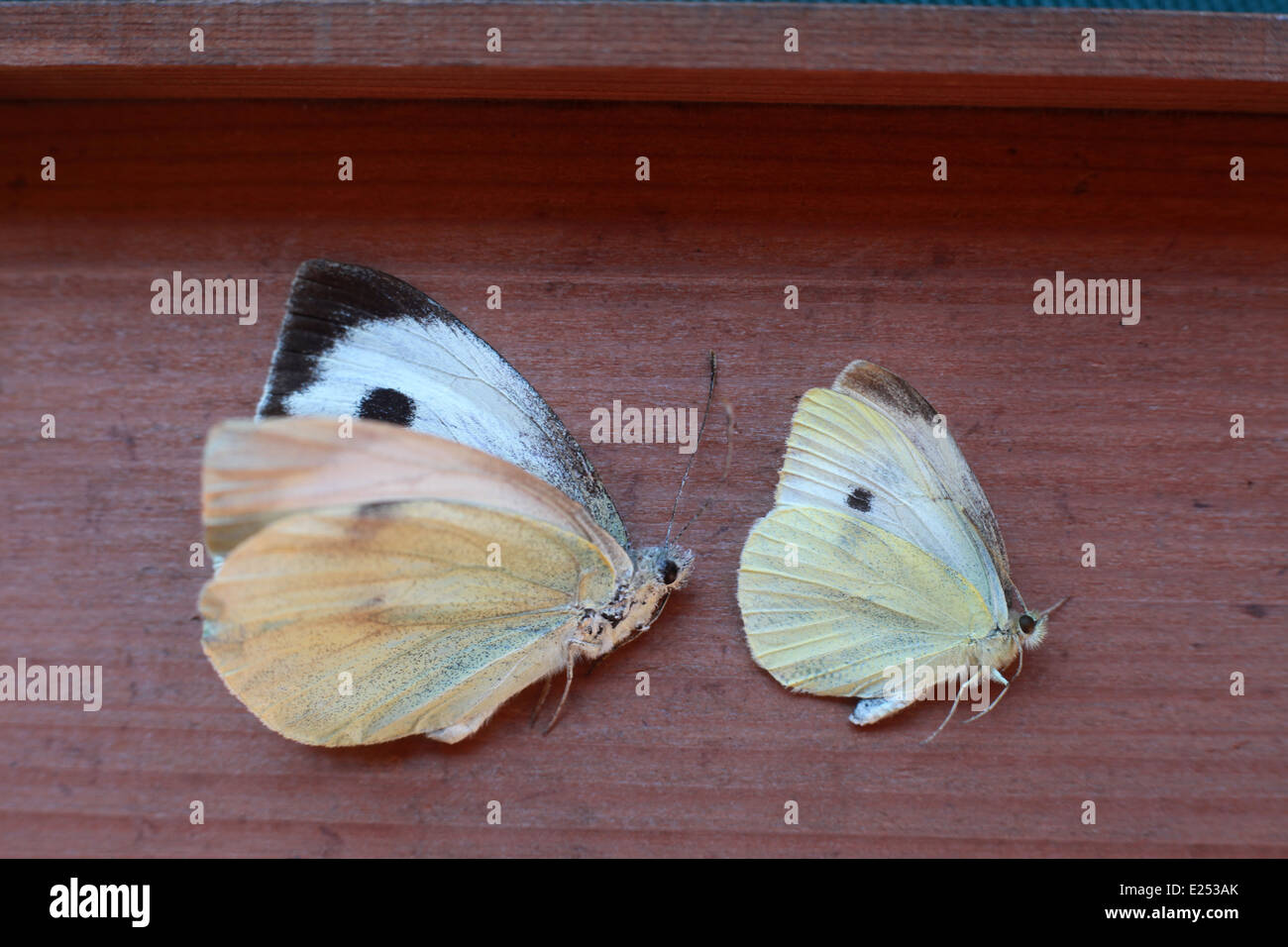 A great white butterfly next to a small white butterfly, Nelson, New Zealand Stock Photo