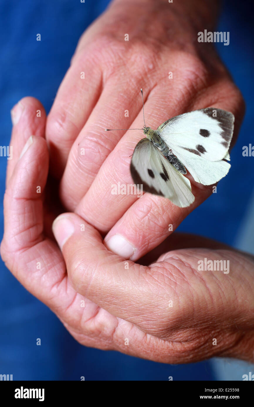 A live great white butterfly, Nelson, New Zealand Stock Photo Alamy