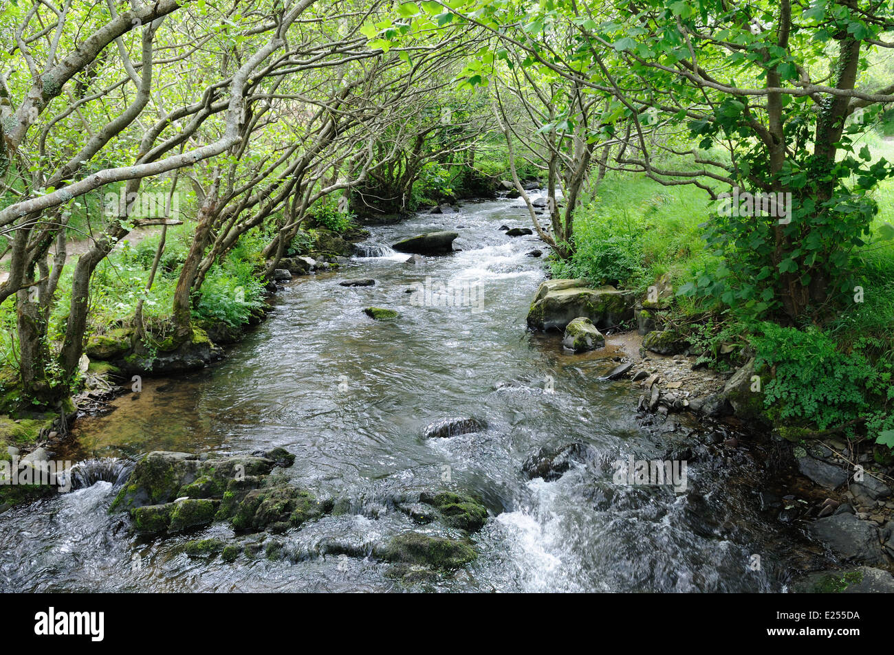 Heddon River flowing through Heddon Valley in spring Exmoor national park Devon England UK GB Stock Photo