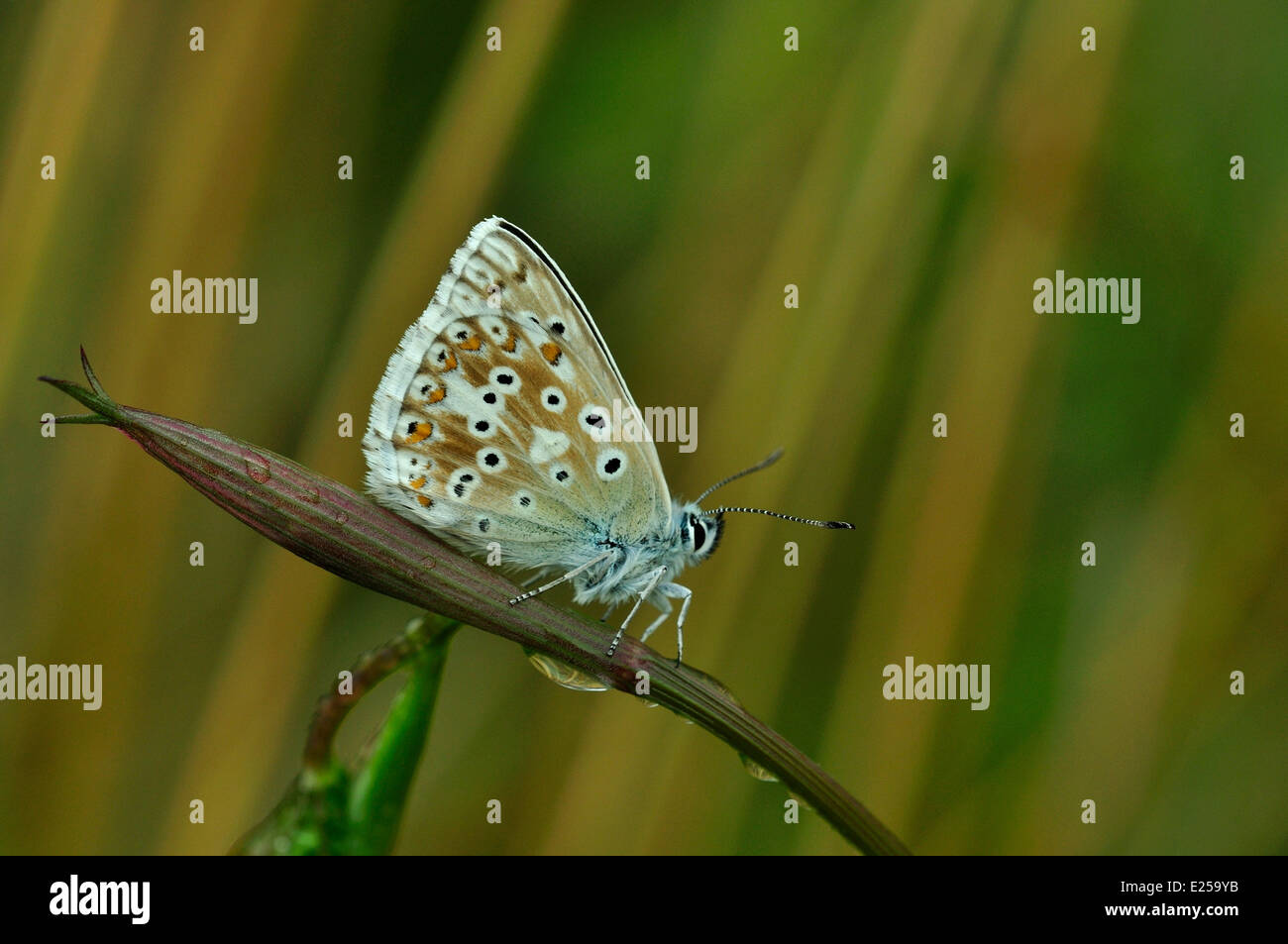 chalkhill blue lysandra coridon Lycaenidae butterfly insect invertebrate Stock Photo