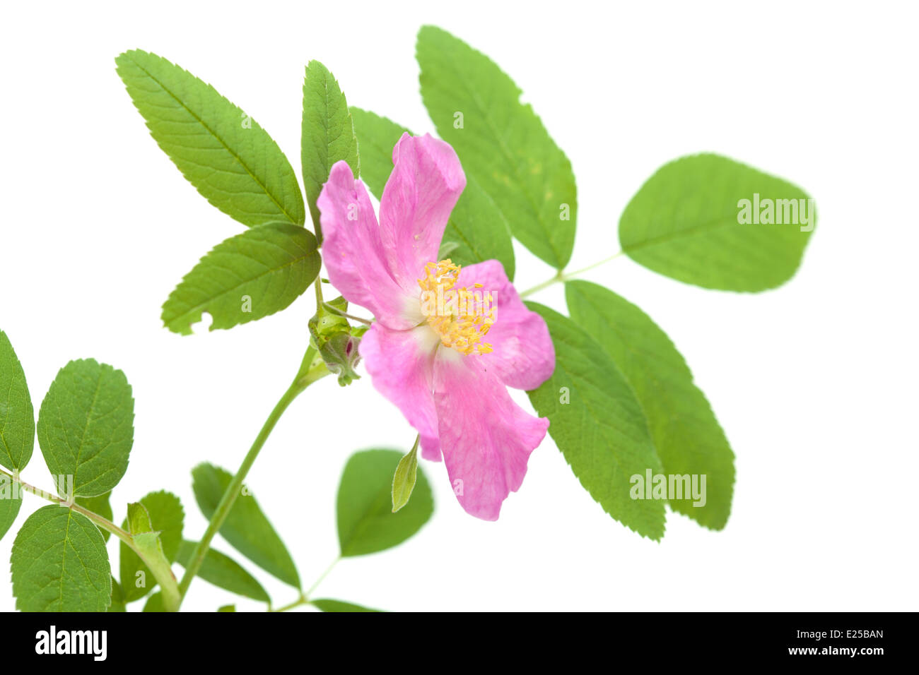 pink dog rose isolated on white Stock Photo - Alamy