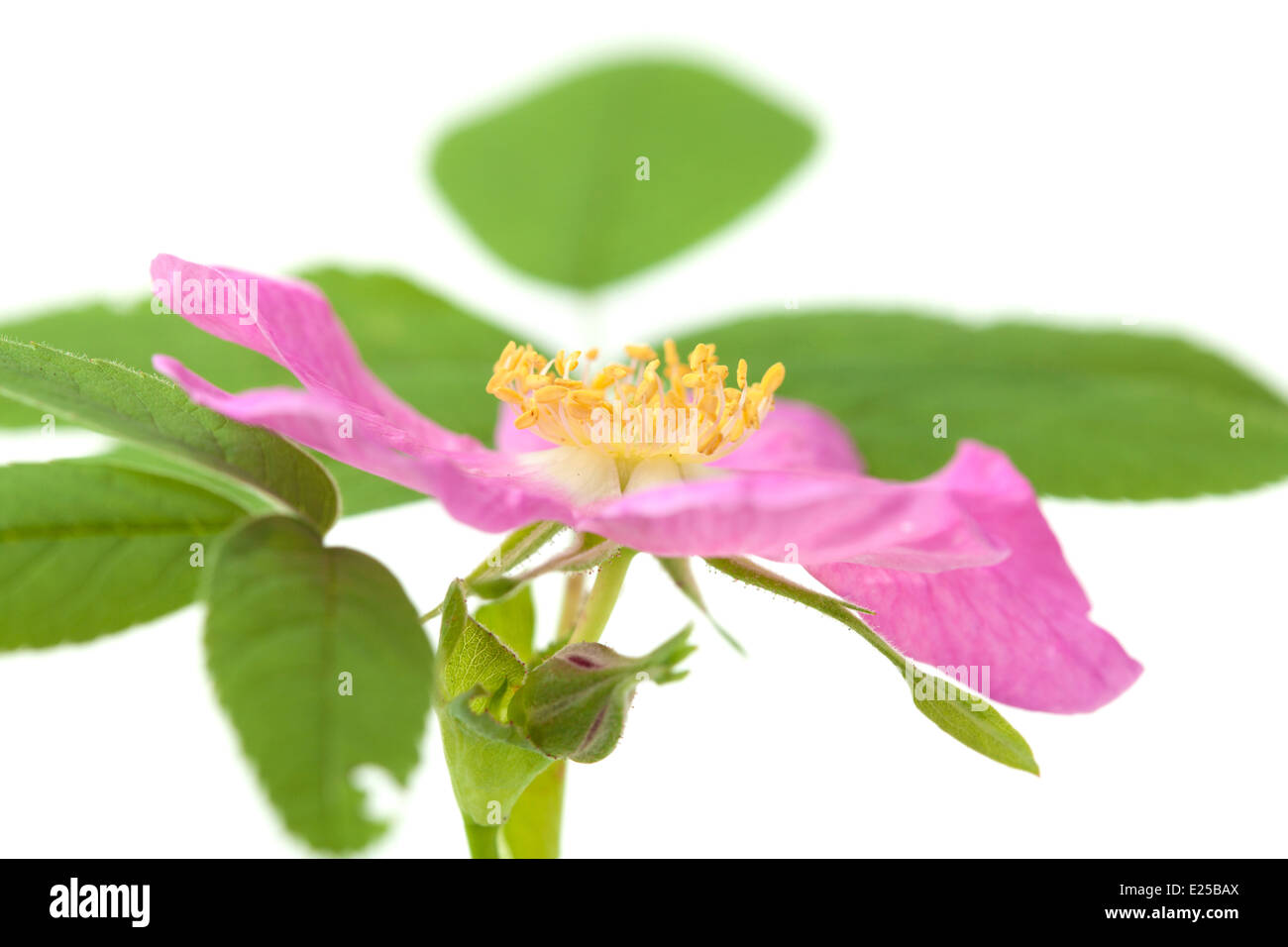 pink dog rose isolated on white Stock Photo - Alamy