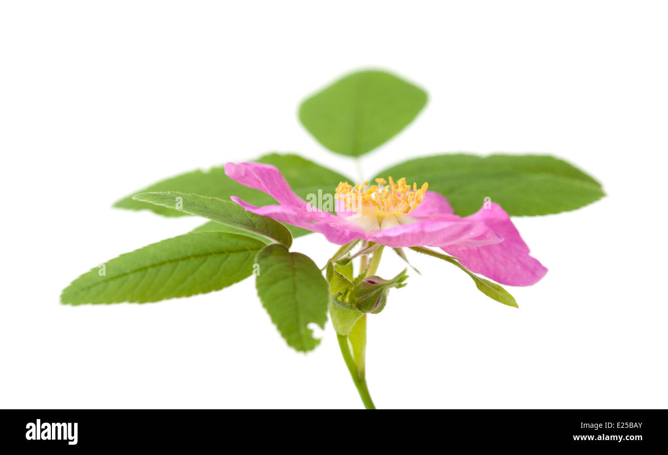 pink dog rose isolated on white Stock Photo - Alamy